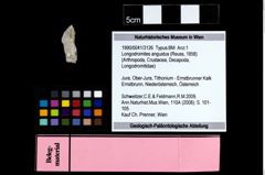 Foto (Objekt + Etikett) von Longodromites angustus (Reuss, 1858)  (NHMW-GEO-1990-0041-3126)